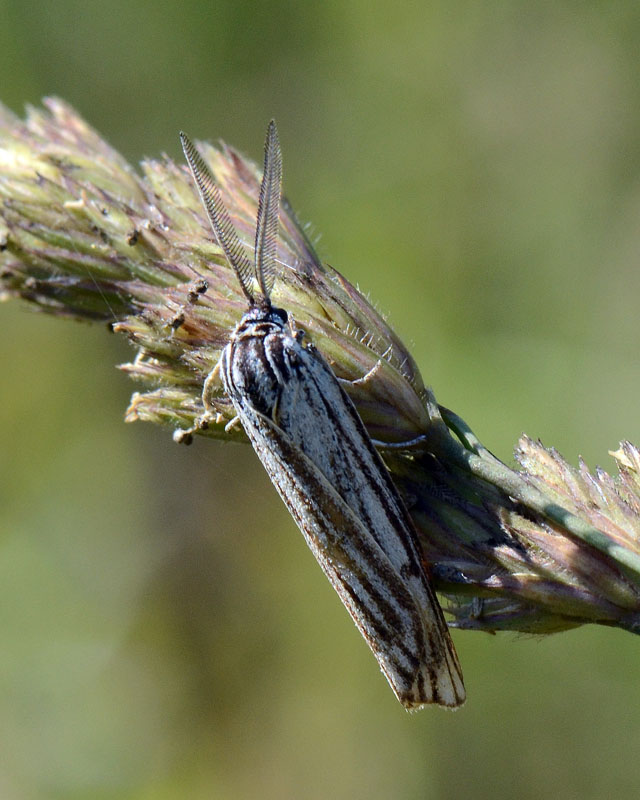 Crambide da identificare